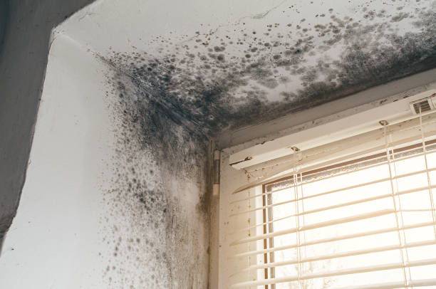 Affordable Mold Cleanup solutions in Flintstone, MD